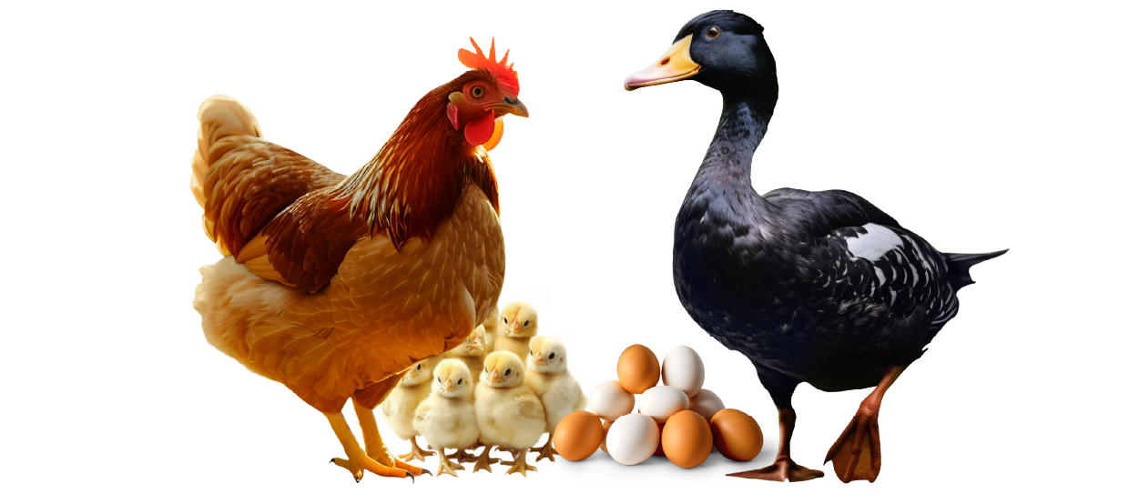 https://firca.ci/wp-content/uploads/2025/09/Filiere-Agricole-09.png