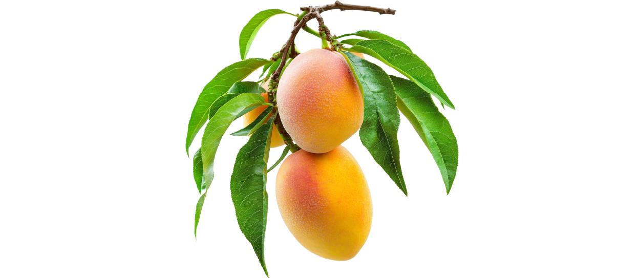 https://firca.ci/wp-content/uploads/2025/09/Filiere-Agricole-10.png