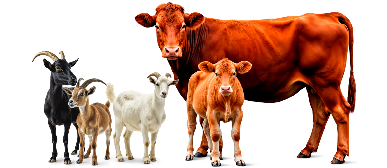 https://firca.ci/wp-content/uploads/2025/09/Filiere-Agricole-12.png