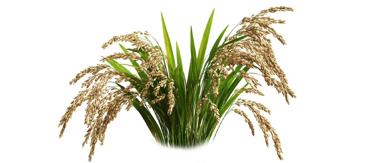 https://firca.ci/wp-content/uploads/2025/09/Filiere-Agricole-13-1.png
