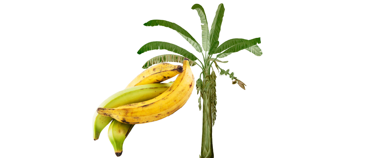 https://firca.ci/wp-content/uploads/2025/09/Filiere-Agricole-16.png