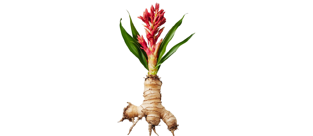https://firca.ci/wp-content/uploads/2025/09/Filiere-Agricole-22.png