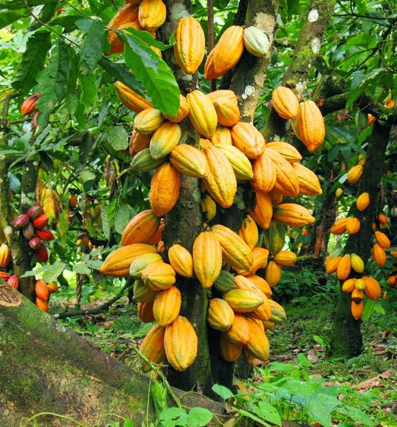 https://firca.ci/wp-content/uploads/2025/09/Origine-du-cacaoyer-2.jpg