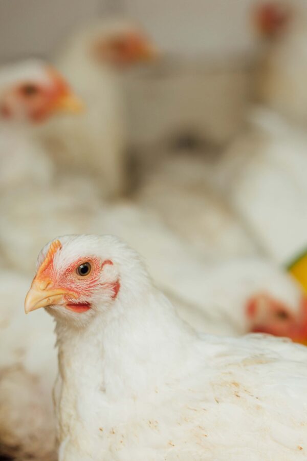 https://firca.ci/wp-content/uploads/2025/09/gros-plan-poulet-stylo-600x900.jpg