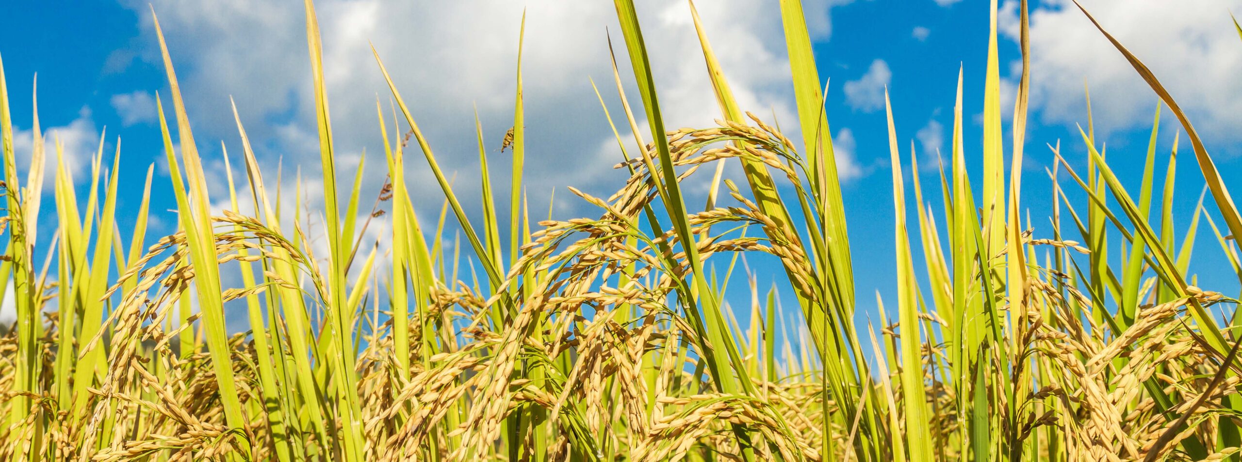 https://firca.ci/wp-content/uploads/2025/09/terrain-de-riz-paddy-scaled.jpg