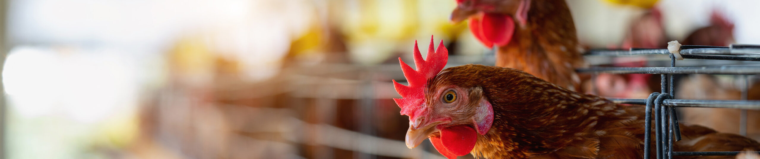 https://firca.ci/wp-content/uploads/2026/01/Aviculture-scaled.jpg