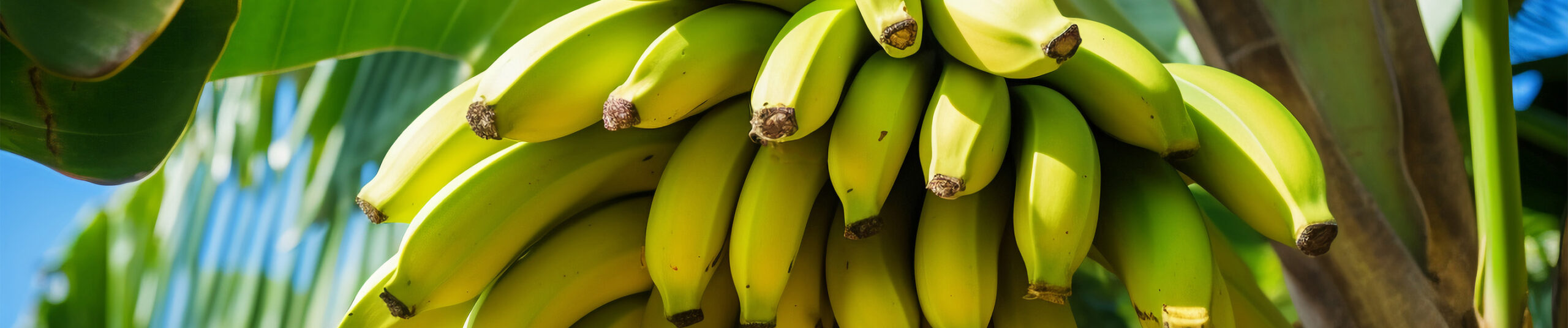 https://firca.ci/wp-content/uploads/2026/01/banane-plantain-scaled.jpg